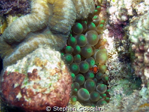 Finding Nemo!!! by Stephan Gosselin 